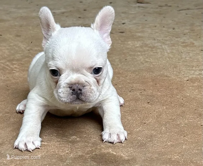 Matt – French Bulldog puppy for sale in Tucker, GA