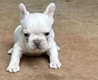Matt, a male French Bulldog for sale in Tucker, GA – Photo 1 of 6