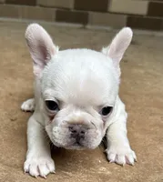 Matt, a male French Bulldog for sale in Tucker, GA – Photo 3 of 6