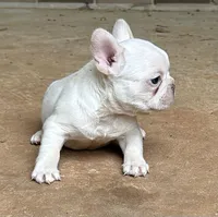 Matt, a male French Bulldog for sale in Tucker, GA – Photo 2 of 6