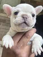 Matt, a male French Bulldog for sale in Tucker, GA – Photo 5 of 6