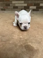 Matt, a male French Bulldog for sale in Tucker, GA – Photo 6 of 6