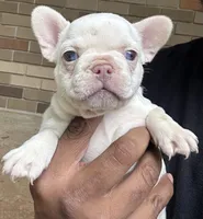 Moe, a female French Bulldog for sale in Tucker, GA – Photo 4 of 4