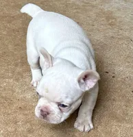 Moe, a female French Bulldog for sale in Tucker, GA – Photo 3 of 4