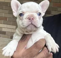 Moe, a female French Bulldog for sale in Tucker, GA – Photo 1 of 4