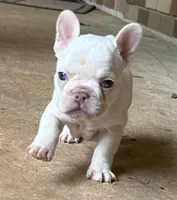Moe, a female French Bulldog for sale in Tucker, GA – Photo 2 of 4
