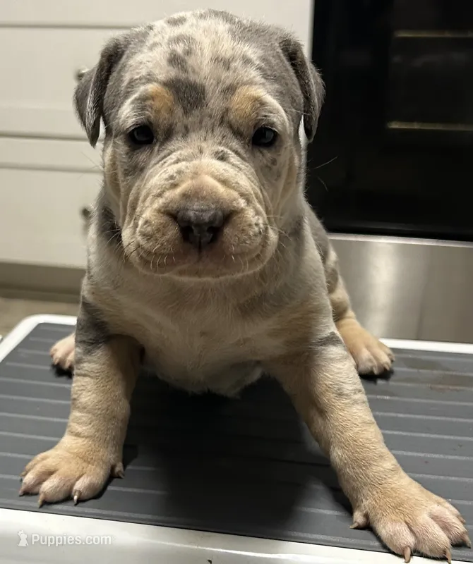 Lena – American Bully puppy for sale in Tucker, GA