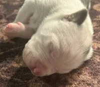 Leo, a male American Bully for sale in Tucker, GA – 1 of 2