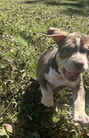 Tee, a female American Bully for sale in Tucker, GA – 2 of 9