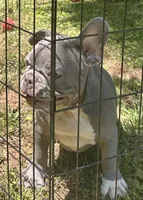Jimbo, a male French Bulldog for sale in Tucker, GA – 4 of 10