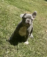 Jimbo, a male French Bulldog for sale in Tucker, GA – 6 of 10