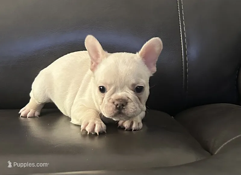 Matt – French Bulldog puppy for sale in Tucker, GA