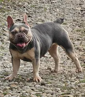 Stella, a female French Bulldog for sale in Tucker, GA – Photo 1 of 2