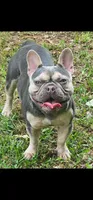 Stella, a female French Bulldog for sale in Tucker, GA – Photo 2 of 2