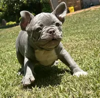 Jimbo, a male French Bulldog for sale in Tucker, GA – 5 of 10