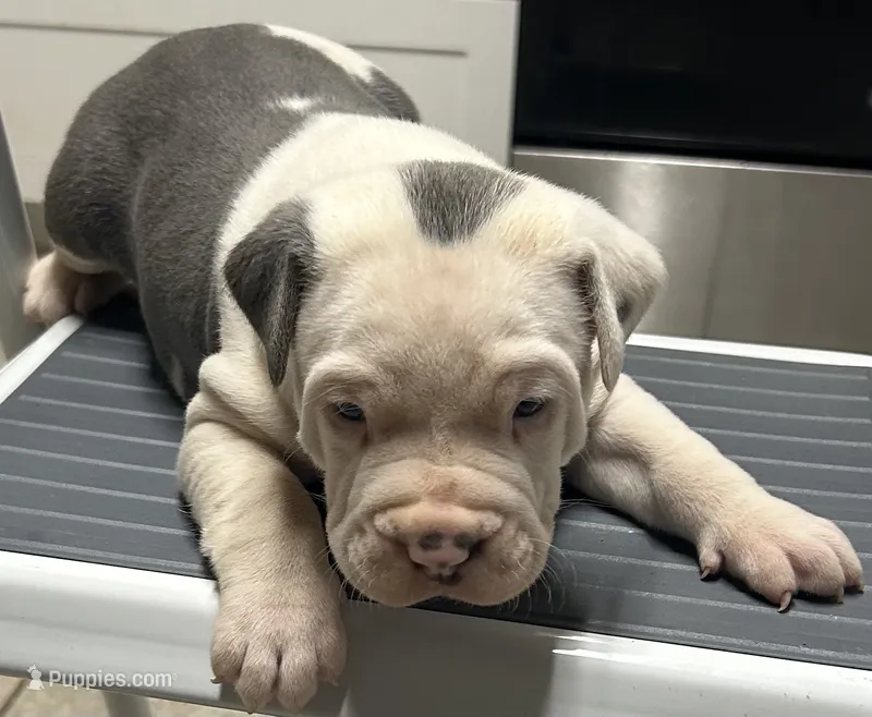 Leo – American Bully puppy for sale in Tucker, GA