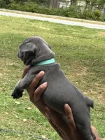 Blue, a male French Bulldog for sale in Tucker, GA – Photo 3 of 6