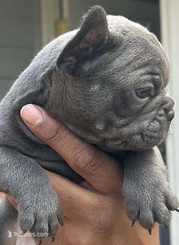 Jim – French Bulldog puppy for sale in Tucker, GA
