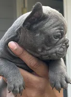 Jim, a male French Bulldog for sale in Tucker, GA – Photo 1 of 3