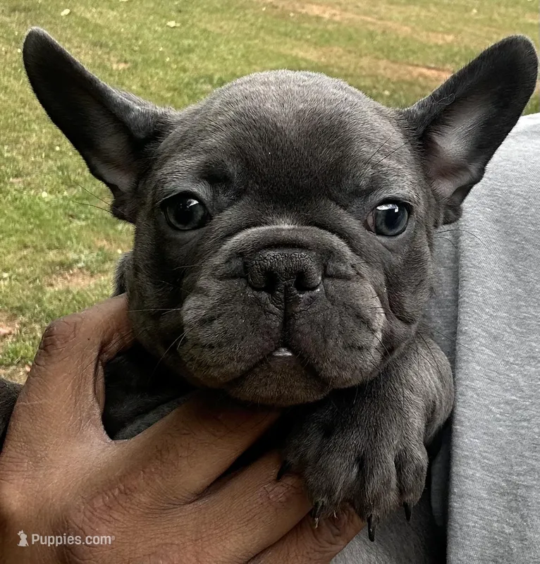 Blue – French Bulldog puppy for sale in Tucker, GA