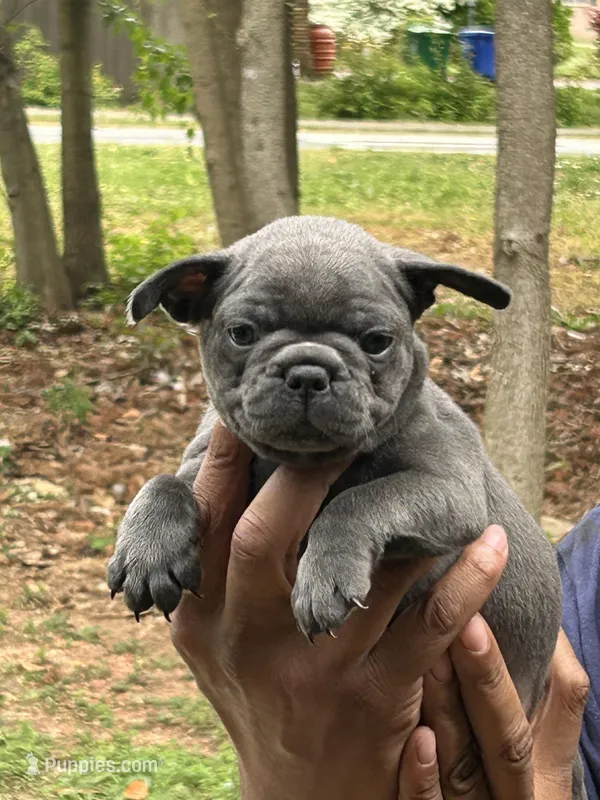 Blue – French Bulldog puppy for sale in Tucker, GA