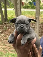 Blue, a male French Bulldog for sale in Tucker, GA – Photo 1 of 6