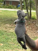 Blue, a male French Bulldog for sale in Tucker, GA – Photo 5 of 6