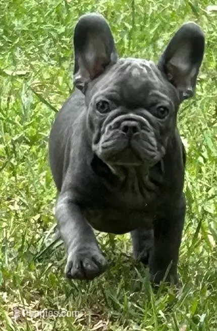 Blue – French Bulldog puppy for sale in Tucker, GA