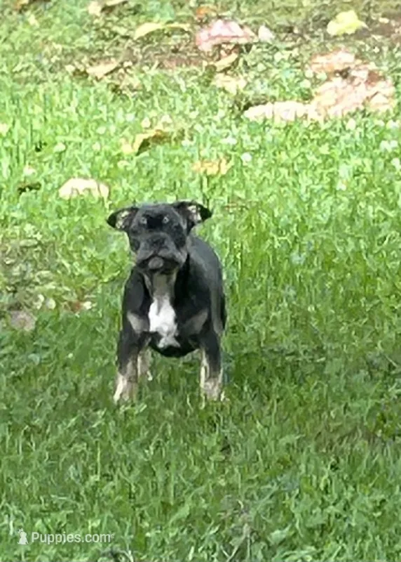 Bruce – French Bulldog puppy for sale in Tucker, GA