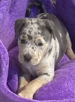 Lena, a female American Bully for sale in Tucker, GA – 2 of 7