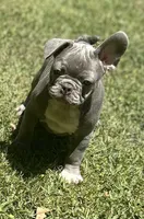 Jimbo, a male French Bulldog for sale in Tucker, GA – 10 of 10