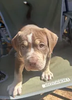 Tee, a female American Bully for sale in Tucker, GA – 1 of 9