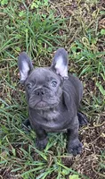 Blue, a male French Bulldog for sale in Tucker, GA – 5 of 6