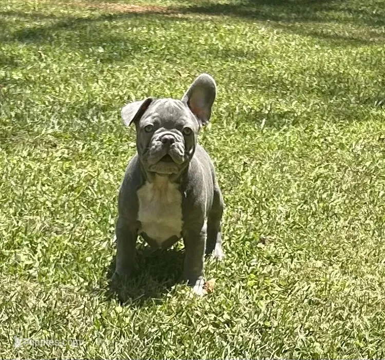 Jimbo – French Bulldog puppy for sale in Tucker, GA