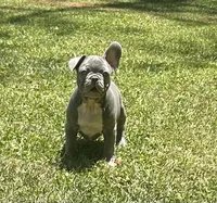 Jimbo, a male French Bulldog for sale in Tucker, GA – 1 of 10