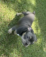 Bruce, a male French Bulldog for sale in Tucker, GA – 9 of 9