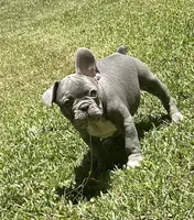 Jimbo, a male French Bulldog for sale in Tucker, GA – 3 of 10