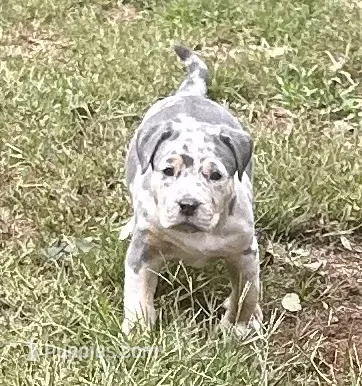 Lena – American Bully puppy for sale in Tucker, GA