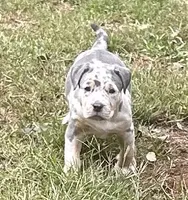 Lena, a female American Bully for sale in Tucker, GA – 1 of 7