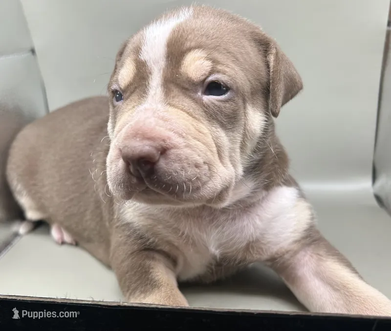 Flow – American Bully puppy for sale in Tucker, GA