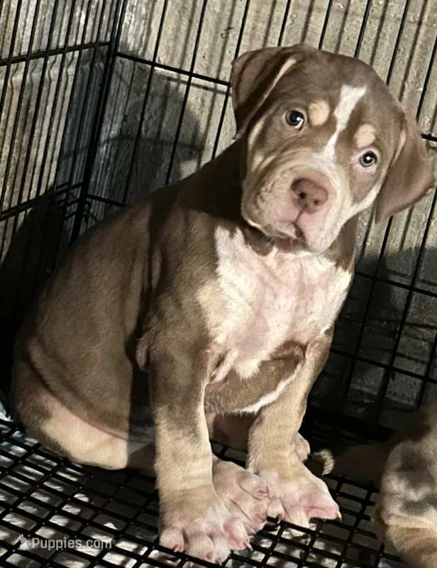Tee – American Bully puppy for sale in Tucker, GA