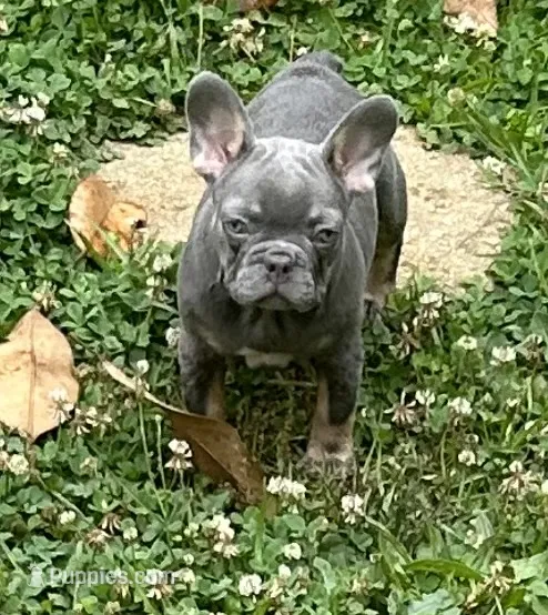 Mia – French Bulldog puppy for sale in Tucker, GA