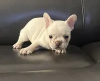Matt, a male French Bulldog for sale in Tucker, GA – 3 of 7
