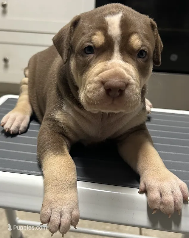 Flow – American Bully puppy for sale in Tucker, GA