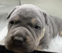 KAY, a female American Bully for sale in Winder, GA – Photo 4 of 9