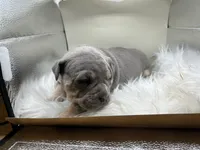 KAY, a female American Bully for sale in Winder, GA – Photo 9 of 9