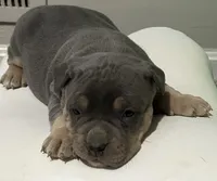 KAY, a female American Bully for sale in Winder, GA – Photo 3 of 9