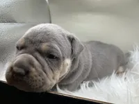 KAY, a female American Bully for sale in Winder, GA – Photo 5 of 9