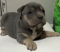 KAY, a female American Bully for sale in Winder, GA – Photo 8 of 9