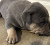 KAY, a female American Bully for sale in Winder, GA – Photo 2 of 9